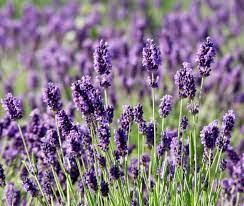 lavanda toscana